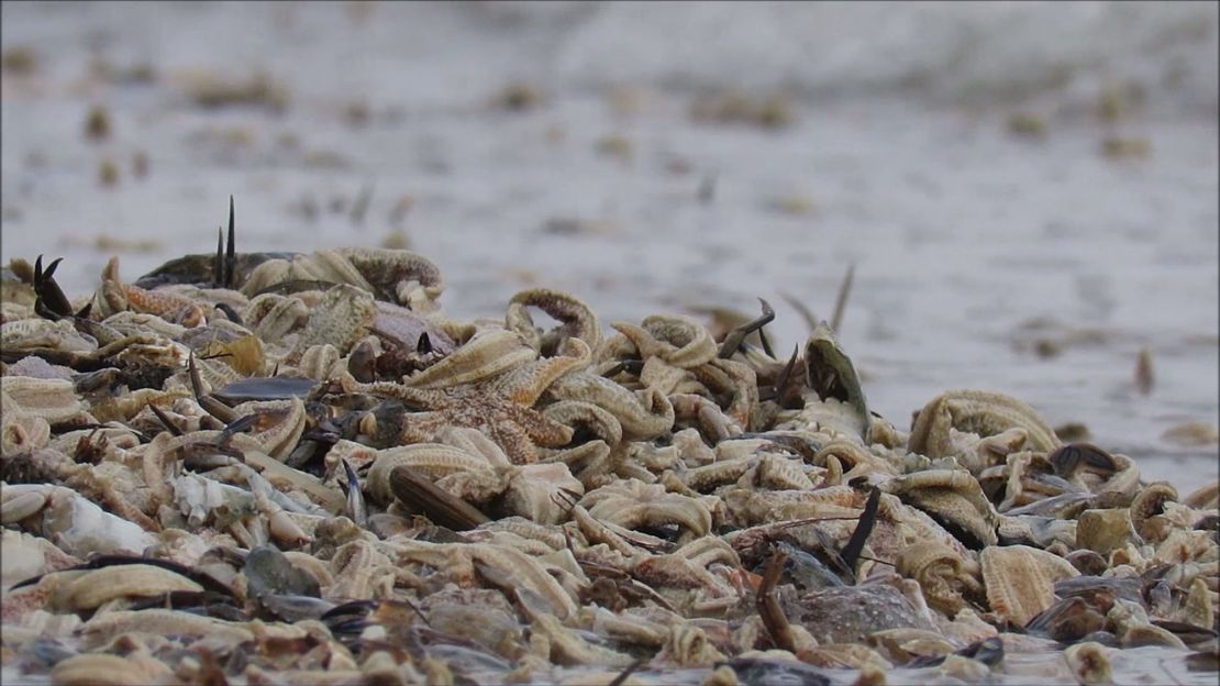 Crabs, mussels and lobsters were among some of the sea creatures that washed up.