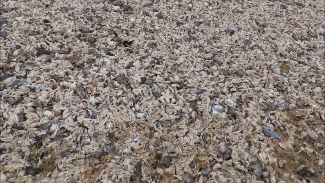 Thousands of dead marine creatures washed up on the beaches of Kent, southern England.