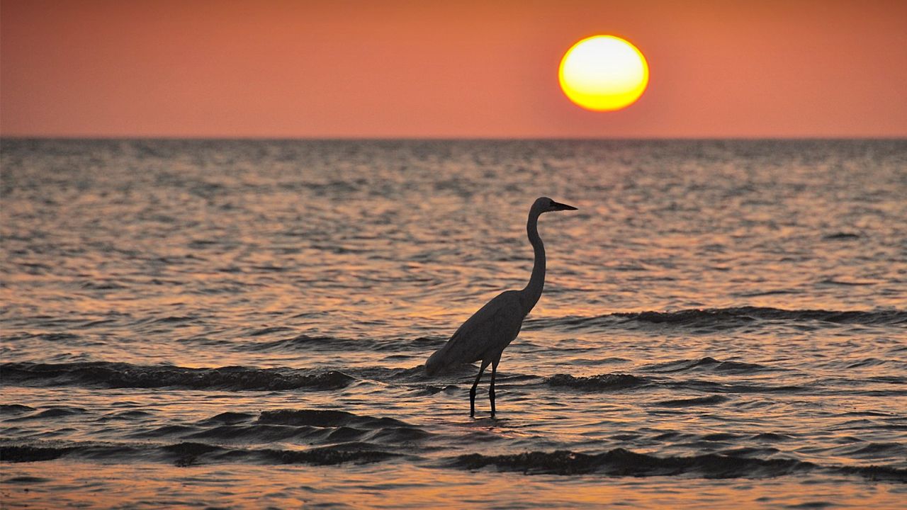 Don't miss a sunset on Holbox -- even the birds come out to watch.