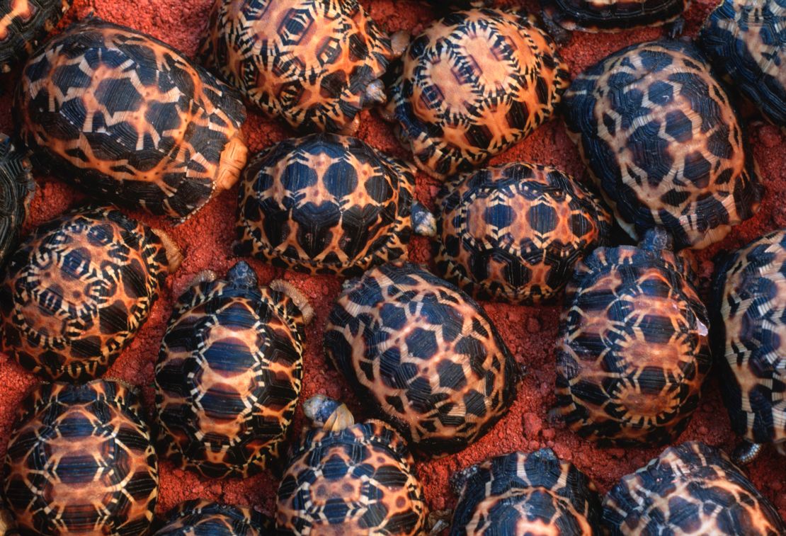 Newly hatched Madagascar radiated tortoises in Southern Madagascar.