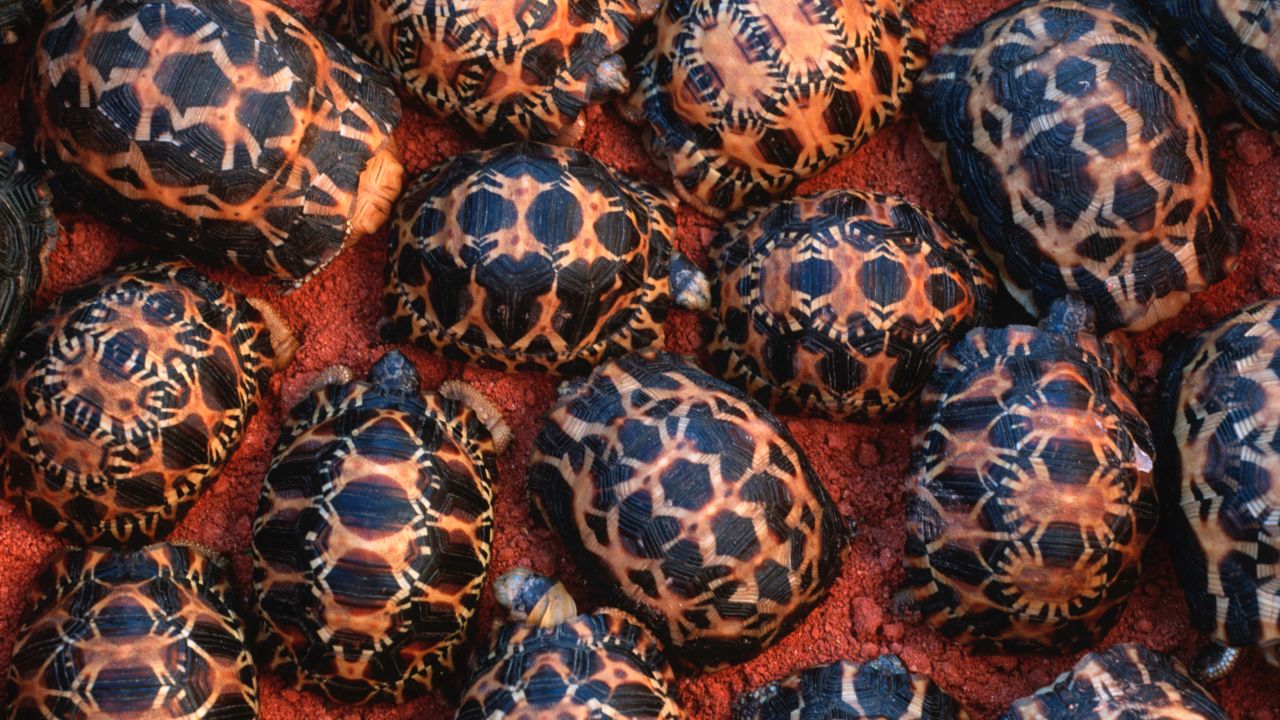 Newly hatched Madagascar radiated tortoises in Southern Madagascar.