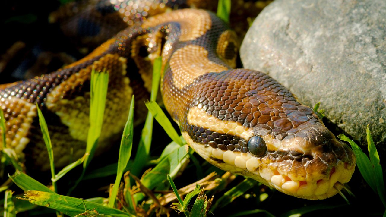 A Ball Python.
