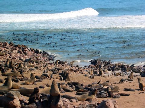 "The waters off the coast of Namibia are an important area for a high diversity of resident and migratory species, such as sharks, whales, dolphins and seals," Thompson tells CNN.