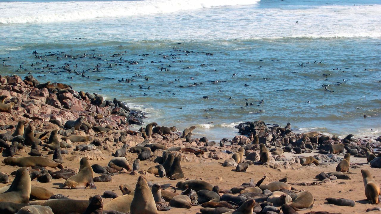 A Cape Fur seal colony at Cape Cross on the Skeleton Coast of western Namibia.