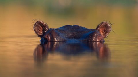 A Common Hippopotamus, seen swimming with just its eyes above water in sub-Saharan Africa.