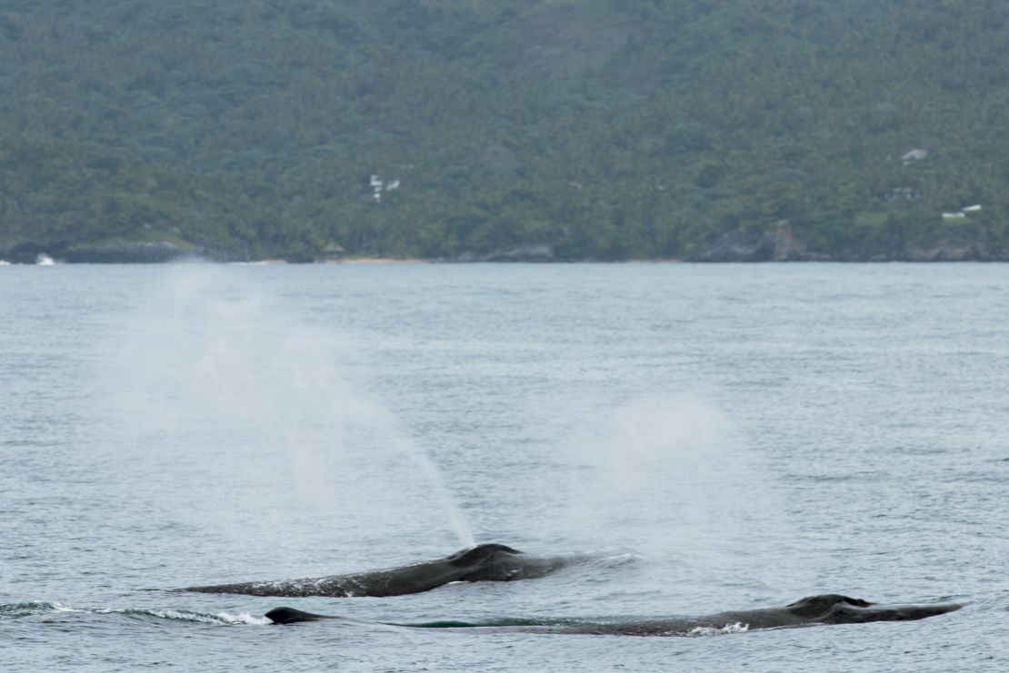 From mid-January through March, humpback whales feed, mate and birth off the Samaná Peninsula.