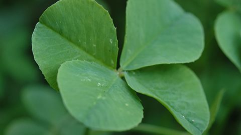 clover-photo-mm