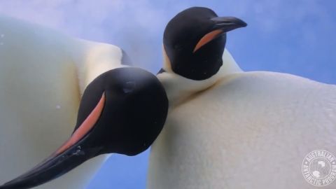 penguins selfie video