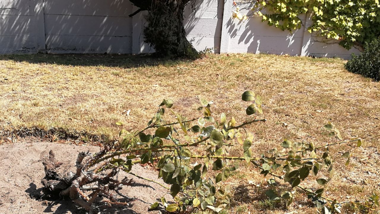 Raymond Joseph's rose bush is dead, a casualty of Cape Town's ongoing water crisis.