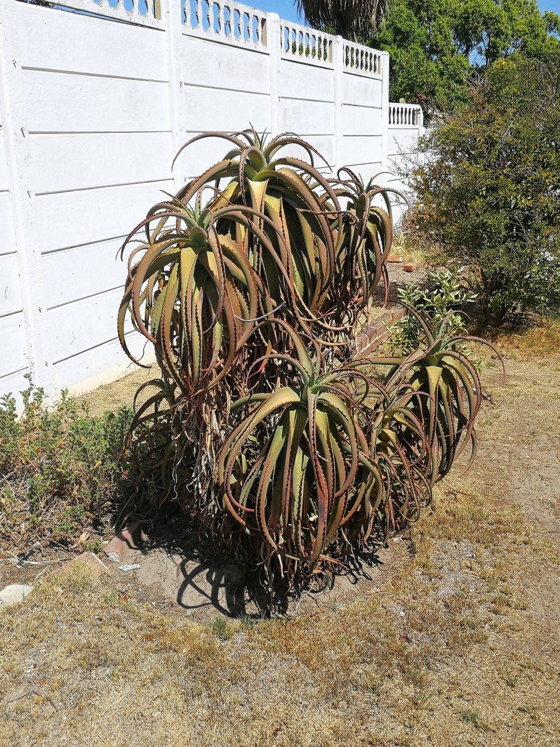 Raymond Joseph's dying aloe plant