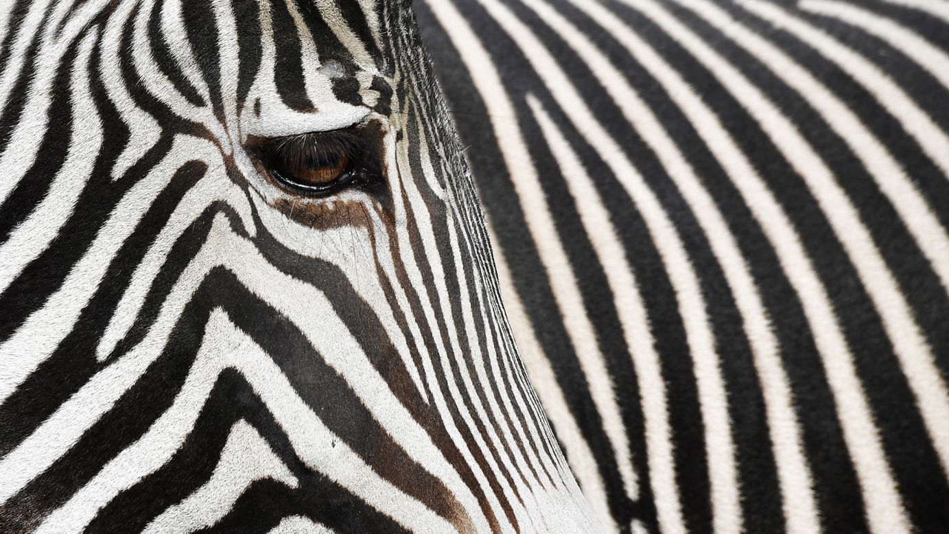 A zebra stands in the sun as the temperature drops at the Tierpark zoo in Berlin on Friday, March 2.