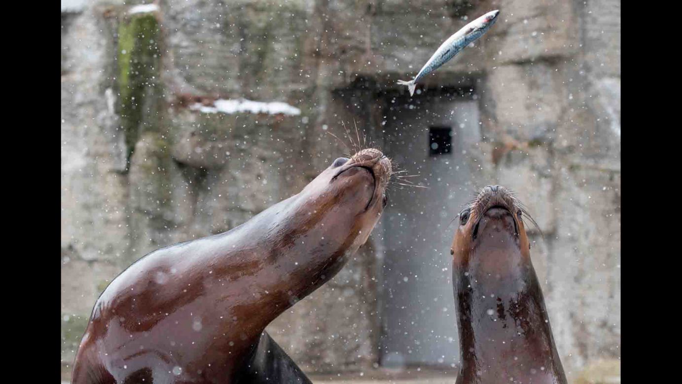 Sea lions try to catch a fish Tuesday, March 6, as they're fed at the Schönbrunn zoo in Vienna, Austria.
