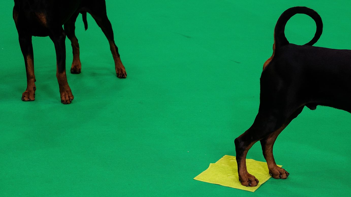 Two Great Danes stand in a judging area at the Crufts dog show in Birmingham, England, on Thursday, March 8.