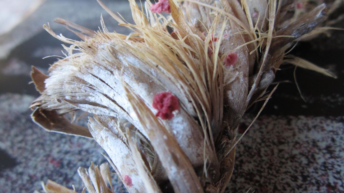 A close up of one of the pink-colored microorganisms that gives Budelli's beach its pink tinge.