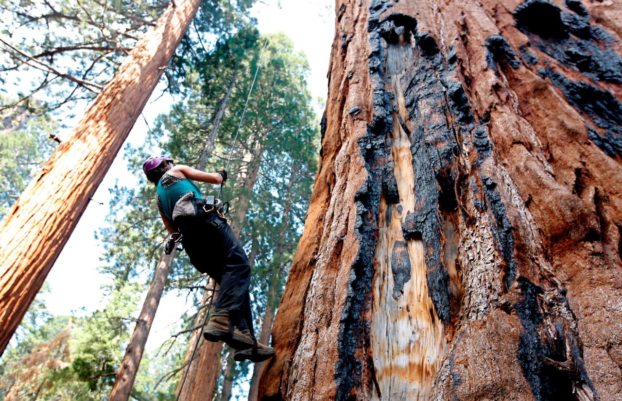 The view from the top: You can't drive through any trees at Sequoia National Park, but you can climb some.