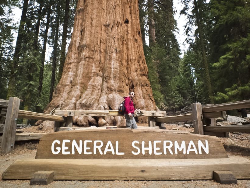 <strong>General Sherman:</strong> This tree, believed to be the biggest on earth, is named for a Civil War general. 