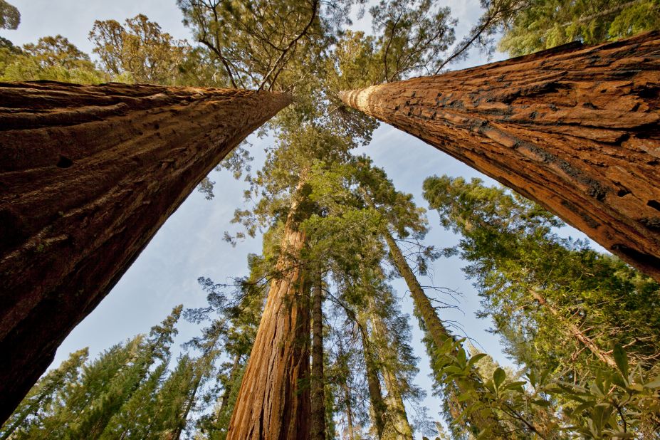 <strong>Older and wiser: </strong>Many of the Sequoias can live for more than 1,000 years. 