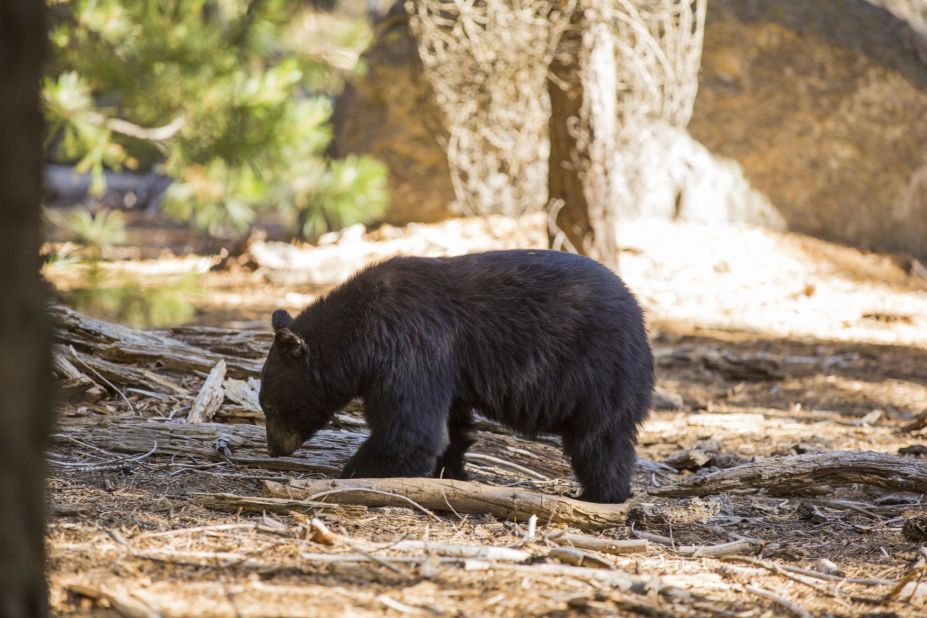 <strong>Bearly looking:</strong> Outside of hibernation season, it's not unusual to see black bears throughout the park. 