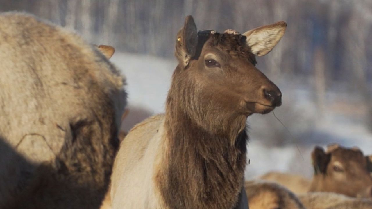 ####2018-02-14 00:00:00 Fred Pleitgen is in the Altai region of Siberia, Russia where the locals farm deer in order to removed the antlers and create 'healing' products from the blood.##