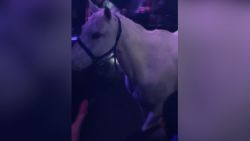 02 Horse Miami nightclub
