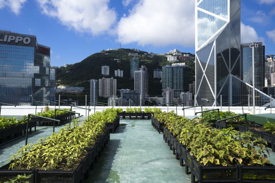 Managed by social enterprise, <a href="https://www.rooftoprepublic.com/" target="_blank" target="_blank">Rooftop Republic Urban Farming</a>, this urban farm is located on the rooftop of a commercial building in the heart of Hong Kong. The farm regularly donates its organic harvest to a local food bank. 