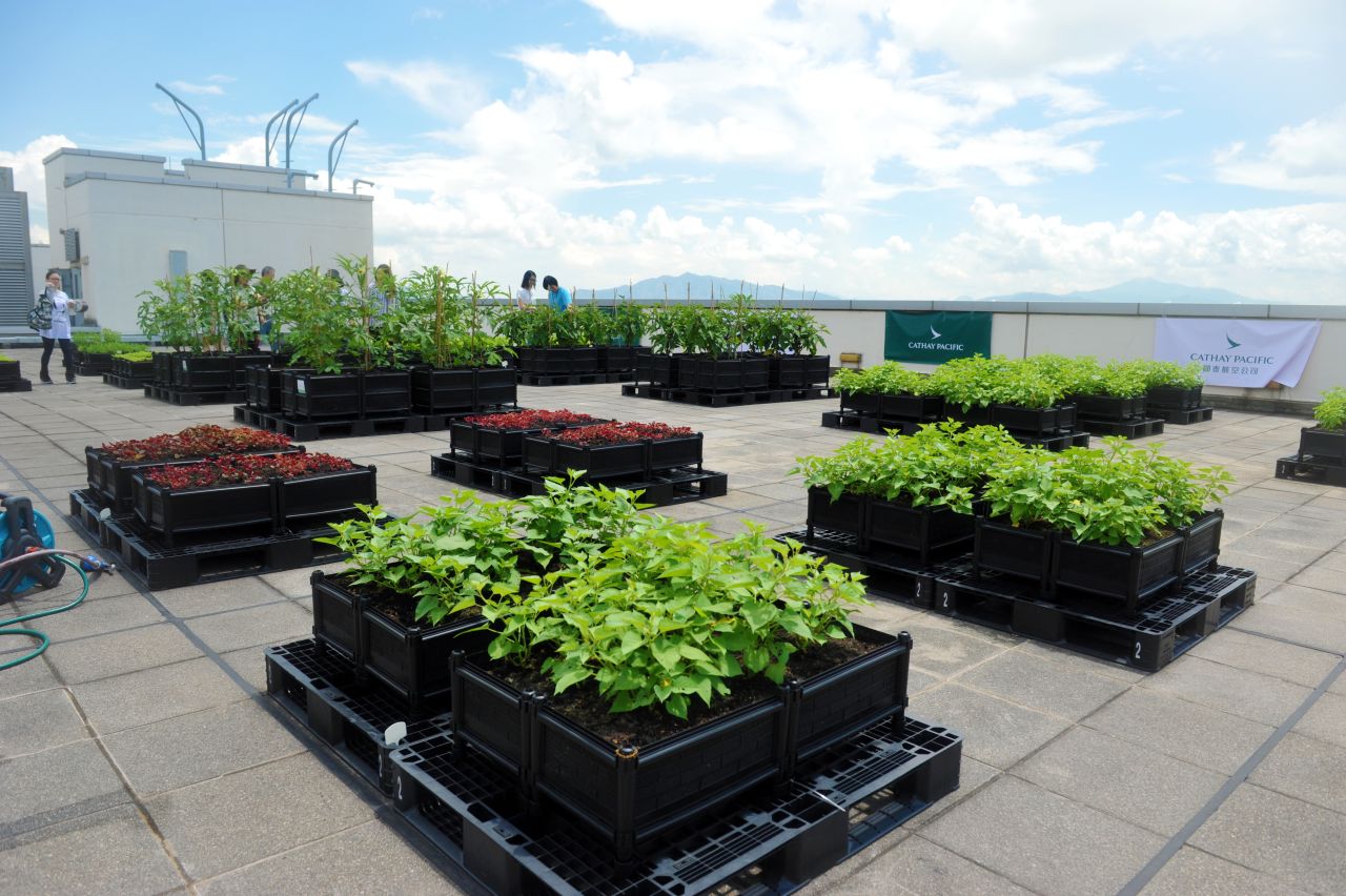 A rooftop farm on airline Cathay Pacific's headquarters in Hong Kong opened in 2016 to give staff the opportunity to grow their own food close to their office. Over 50 varieties of vegetables and herbs were planted. 