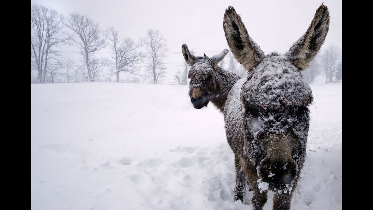 Snow-covered donkeys stand outside in Chester, New Hampshire, on March 13.