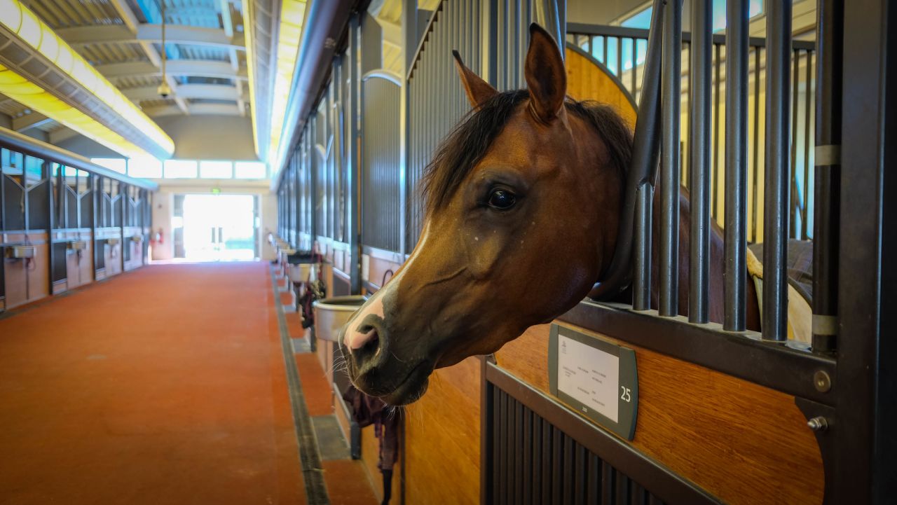 <strong>Friendly face: </strong>Air-conditioned stables in Al Shaqab's breeding and show department are home to some of the complex's 740 equine residents.