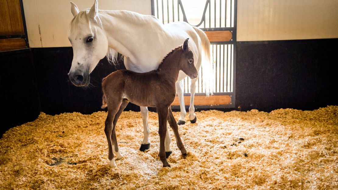 Awww: A newborn foal nuzzles up to its mother.