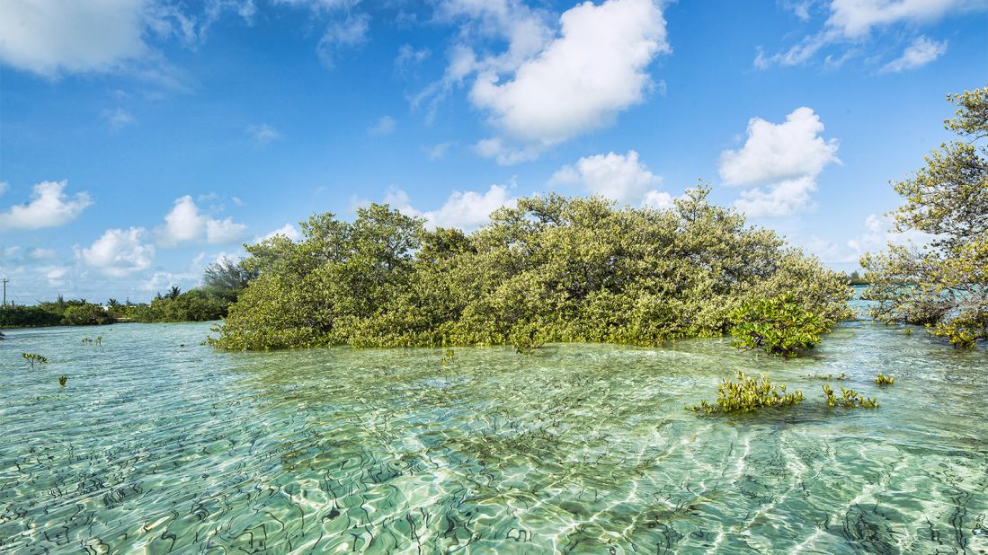 <strong>In the mangroves:</strong> King reportedly got his inspiration for his Nobel Peace Prize acceptance speech on Bimini.