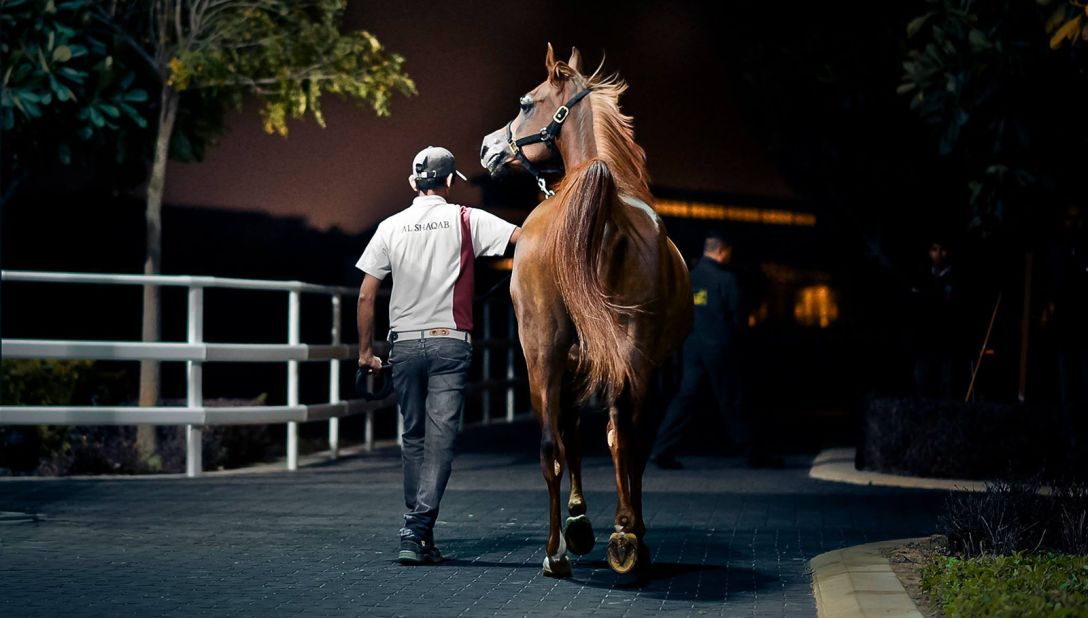 <strong>Personal trainers:</strong> Each horse has an individual training regime, according to Al Hashmi. This can include walking on a treadmill for up to 45 minutes daily.