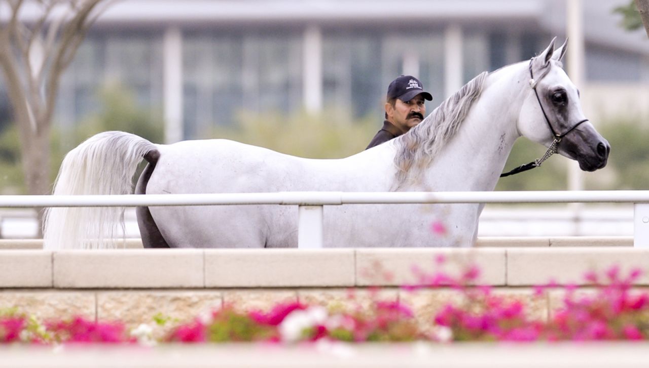 <strong>Healthy horses:</strong> Al Shaqab's equine residents are looked after by a state-of-the-art veterinary medical center equipped with a hospital, clinic and laboratory.