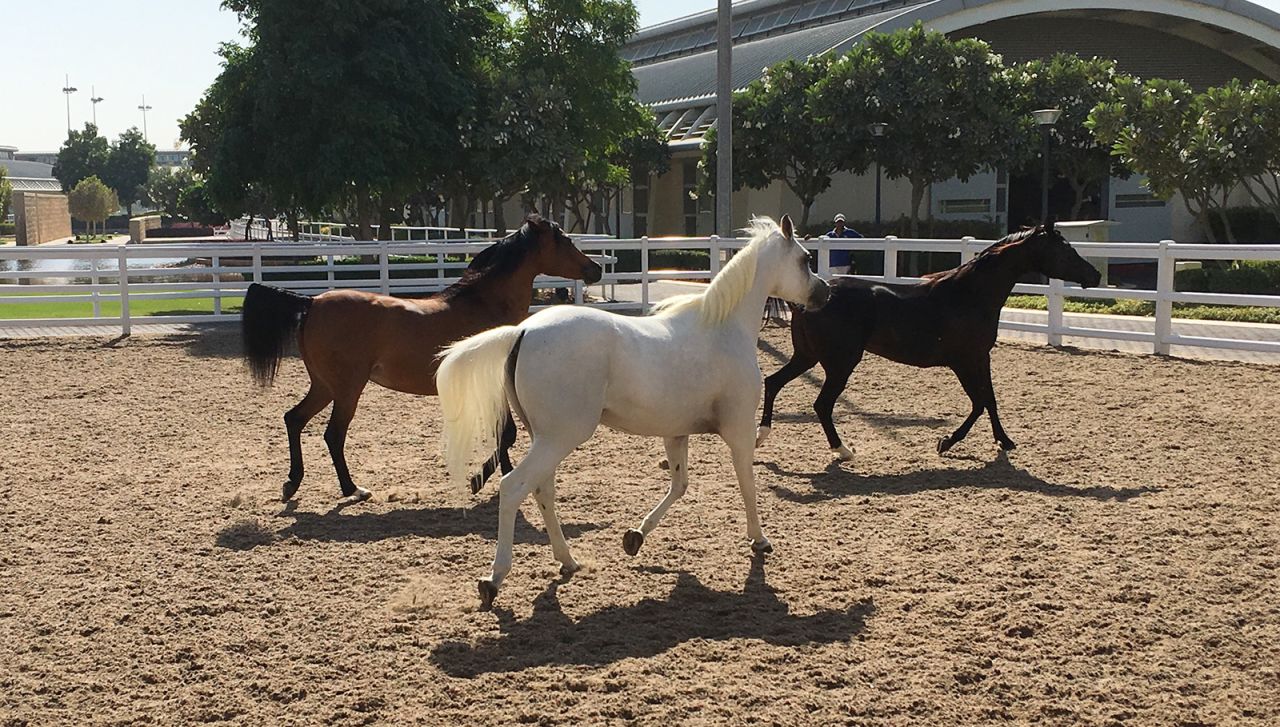 <strong>Pure breeds: </strong>Al Shaqab's pure-bred Arabian horses are raised for showing, eventing and endurance racing. 