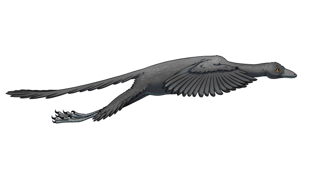 Artist's representation of Archaeopteryx in flight based on this study.