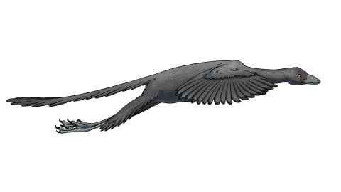 Artist's representation of Archaeopteryx in flight based on this study.
