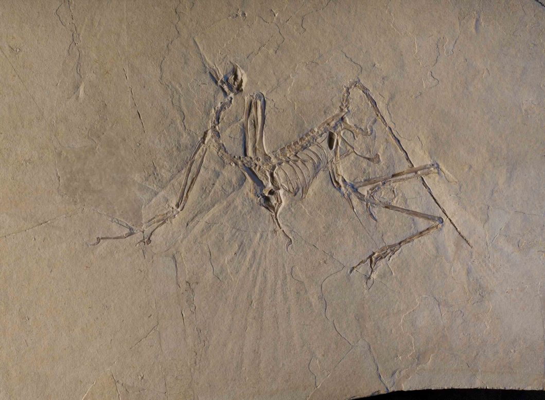 Researchers have been studying Archaeopteryx fossils for 150 years, but new X-ray data reveal that the bird-like dinosaur may have been an "active flyer."