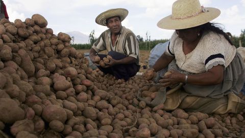 Potato farmers in Bolivia, 2005. A paper in 2012 estimated the value of yield lost to potato late blight could be as high as $6.7 billion annually.