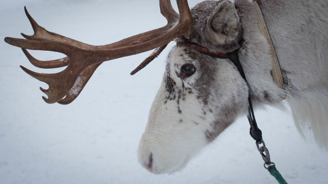 Nemo the reindeer keeps watch over the farm.