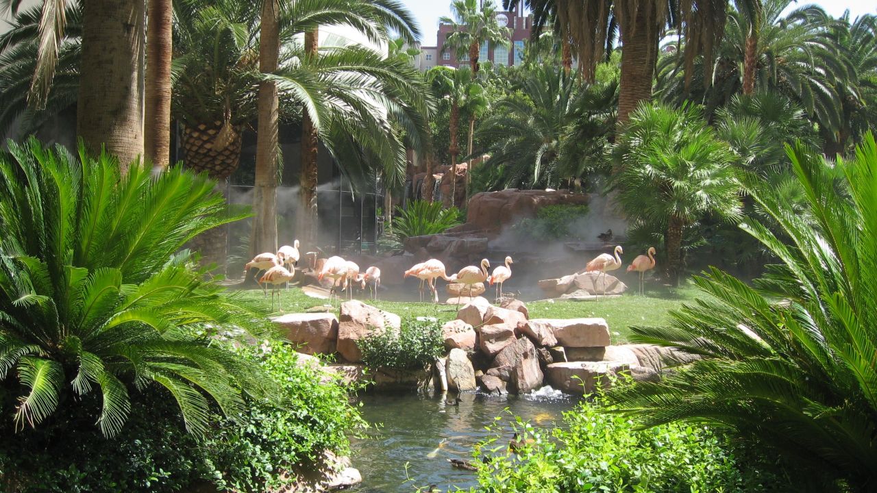 <strong>Wildlife Habitat at Flamingo Las Vegas. </strong>A zoo-like oasis at the Flamingo Las Vegas, this free attraction is home to more than 60 exotic birds, 20 turtles and 300 fish.