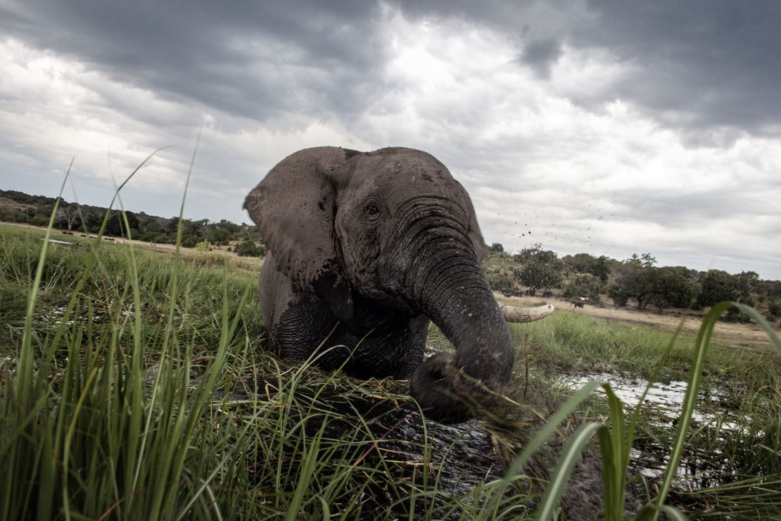 An elephant splashes at sunset in the waters of the Chobe River in Botswana Chobe National Park.