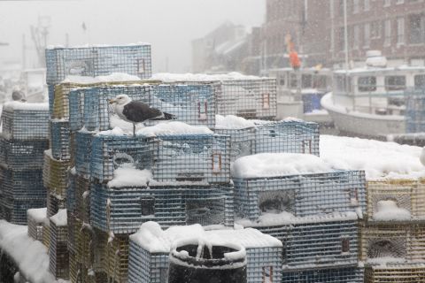 A seagull sits on lobster pots as the snow piles up in Portland, Maine, on March 13.
