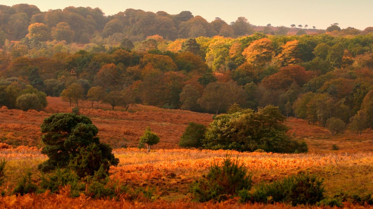 <strong>New Forest, Hampshire: </strong>With wild ponies, vast heathlands, rugged coastline and narrow roads easily explored by cycle, this peaceful corner of southern England is the perfect escape from the bustle of the city.