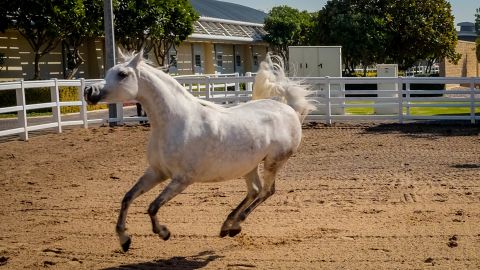 Al Shaqab horse center
