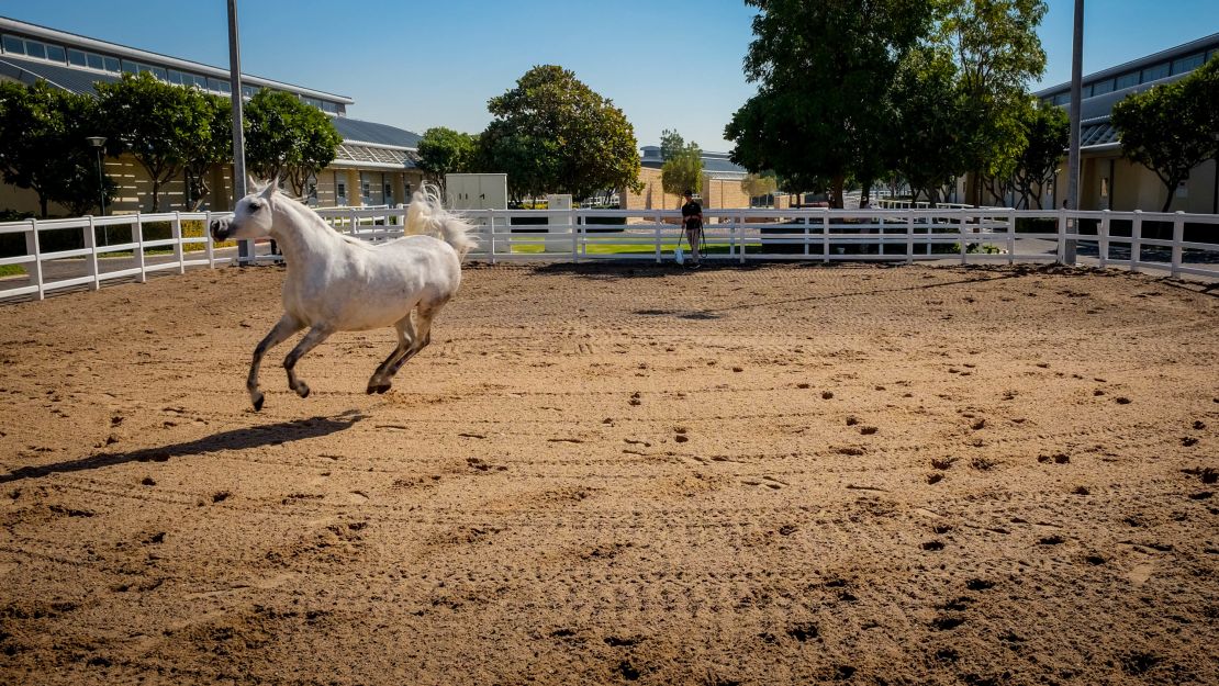 Al Shaqab: A world of horses.