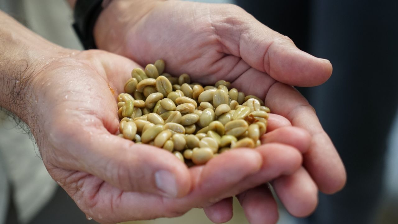 Fresh coffee beans are shown during a tour of Colombia's Coffee Triangle.