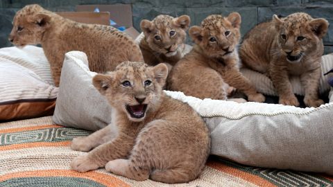 Newborn lion cubs -- quintuplets -- make their debut at the Kunming Zoo in China on Saturday, March 10.