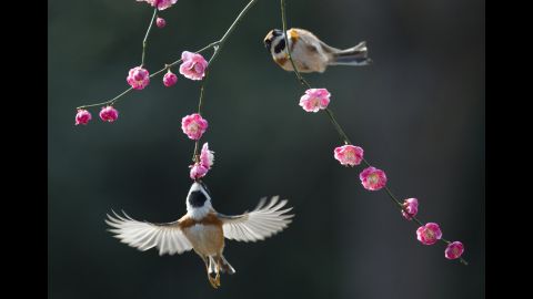 Birds enjoy plum blossoms in Wuxi, China, on Tuesday, March 13.