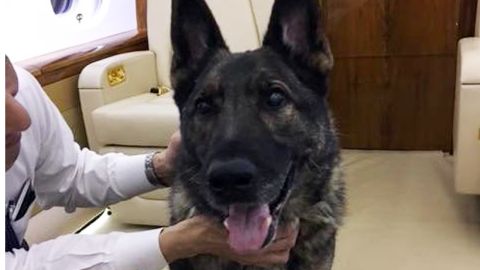 Irgo was flown back to the United States and reunited with his family in Kansas.