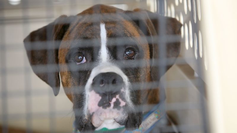 Flying with a dog? Tips for safe airplane travel with a pet