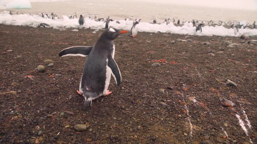 Antarctic Greenpeace conservation arwa damon pkg_00023414.jpg